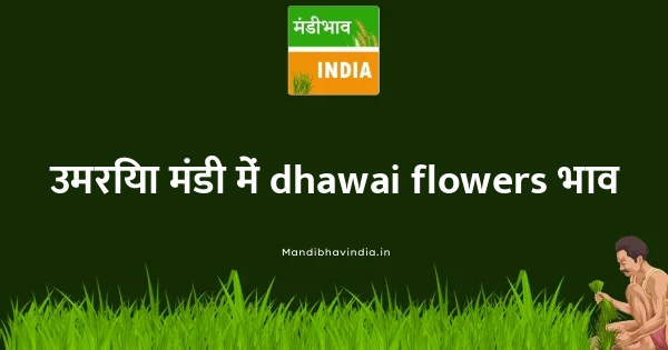 dhawai flowers भाव